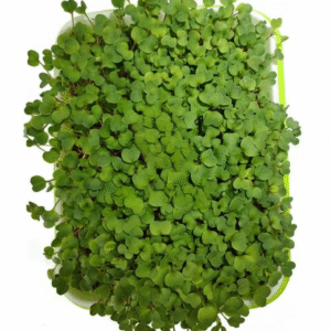 mungaaru organic microgreen growing kit grow fresh greens at home